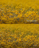 Kit de Filtros Esenciales Magnéticos Plus+ Filtro Magnético Kit de Filtros Esenciales Magnéticos Plus+ para entrega inmediata en nuestras tiendas de Escazú y Curridabat. Tienda en línea con envíos a toda Costa Rica. Garantía en Costa Rica.