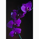 Papel Mate 65 - 8.5"x11" - 25 hojas Papel de fotografía Papel Mate 65 - 8.5"x11" - 25 hojas para entrega inmediata en nuestras tiendas de Escazú y Curridabat. Tienda en línea con envíos a toda Costa Rica. Garantía en Costa Rica.